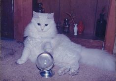 a white cat sitting on the floor next to a silver bowl with its paw in it