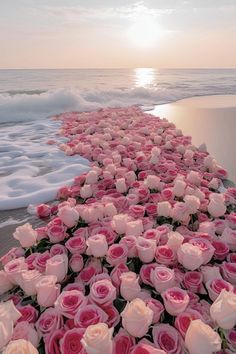 a long line of pink roses sitting on top of a beach next to the ocean