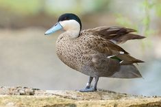 a duck standing on top of a rock