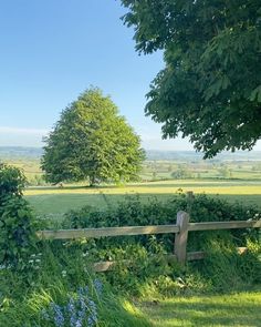 a wooden fence in the middle of a lush green field with blue flowers and trees