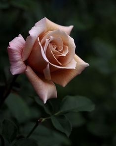 a single pink rose is blooming in the dark garden, with green leaves around it