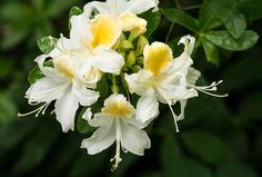 white and yellow flowers with green leaves in the background