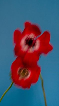 two red flowers are in a vase on a blue background with the bottom half blurry