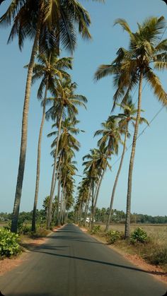 the road is lined with palm trees on both sides