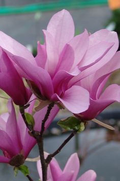 pink flowers are blooming in a vase