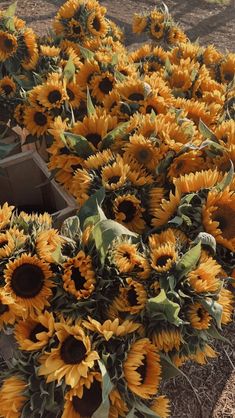 a bunch of sunflowers that are sitting on the ground next to each other