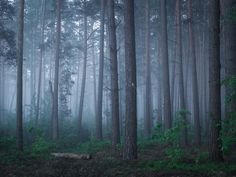 a forest filled with lots of tall trees covered in foggy skies and green foliage