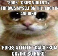 an image of a cat with caption that reads, sops cries violently throws myself on the floor in anguish pukes a little gags from crying so hard