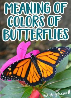 a butterfly sitting on top of a pink flower with the words meaning of colors of butterflies