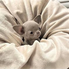 a small chihuahua puppy sitting on top of a white blanket wrapped in a round pillow