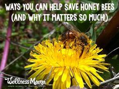 a bee sitting on top of a dandelion flower with a quote about bees