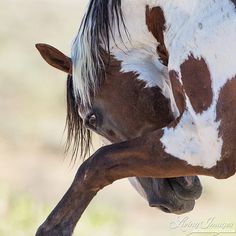 a brown and white horse with it's head on its hind legs eating grass