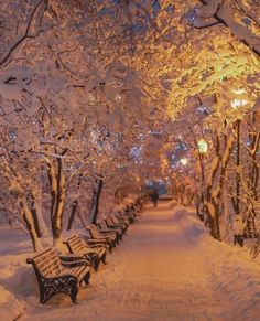 a row of benches sitting next to each other on a snow covered park bench lined with trees