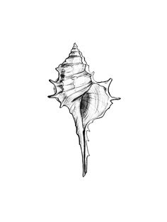 a black and white drawing of a sea shell