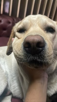 a close up of a dog laying on a person's arm with its eyes closed