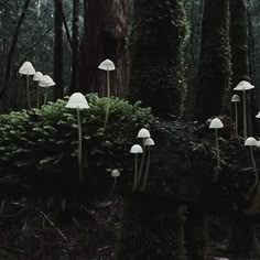 small white mushrooms growing out of the moss on a tree trunk in a dark forest