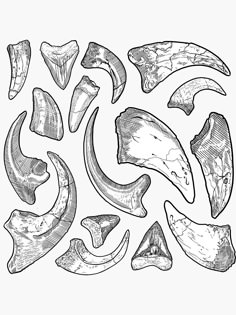 an image of different types of animal bones