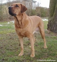 a large brown dog standing next to a tree