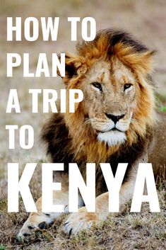 a lion laying down in the grass with text overlaying how to plan a trip to kenya