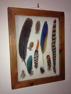 there are many different colored feathers in the shadow box on the wall, and one is hanging upside down