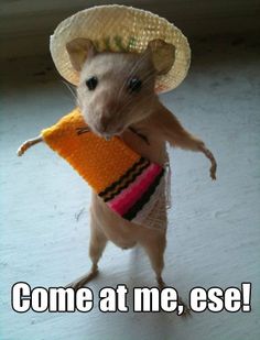 a rat wearing a hat and holding an orange book in its paws with the caption come at me, esel