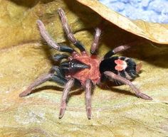 a close up of a spider on a leaf