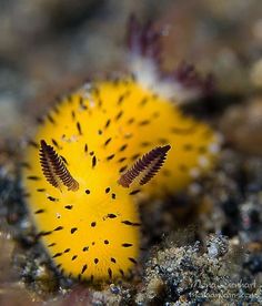 a close up of a small yellow and black object on the ground with dirt around it