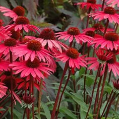 many pink flowers with green leaves in the foreground and another plant in the background