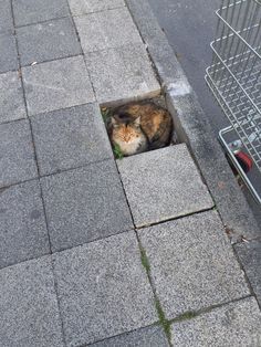 a cat sitting in a hole on the sidewalk