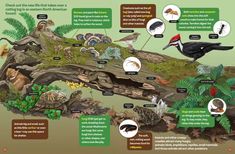 an info sheet describing the different types of birds and other animals in their natural habitat