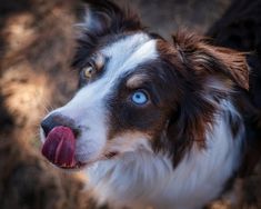 a close up of a dog with its tongue out