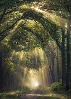 the sun shines through the trees on a path in a forest filled with green leaves