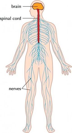 the human nervous system is shown in this diagram, it shows the major branches and peripherals