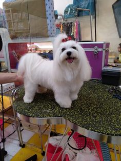 a small white dog standing on top of a table next to a hair dryer