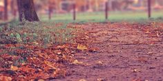 a dirt path with leaves on the ground and trees in the background at a park