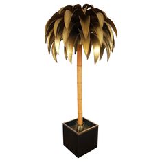 a tall palm tree is in a black planter on a white background with clippings