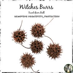 Witches Burrs, also known as sweet gum balls, are used in magick and witchcraft as a folk curio for protection, to remove negativity, and to banish evil or unwanted spirits. USES: Use your witches burrs by adding them spell jars, load them with herbs and oils for your specific intention, cast them into a fire, or use as a protective amulet to hang in your home.  Witches Burrs make unique additions to the altar or sacred space and can be used in many craft projects, such as wreath making and natu Witches Burrs, Sweetgum Balls, Spell Journal, Herbal Properties, Fertility Spells, Protective Amulet, Remove Negativity, Magickal Herbs, Witch Herbs