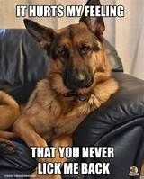 23 Totally Relatable German Shepherd Memes | The Dog People by Rover.com German Shepherd Dog Quotes, Gsd Funny, Shepherd Quotes, German Shepherd Quotes, Malinois Dog