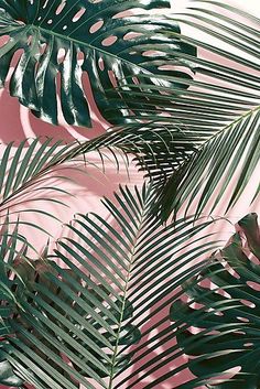 some palm leaves on a pink and green background