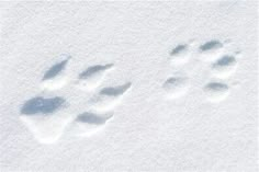 an animal's paw prints are shown in the snow, and it looks like they have