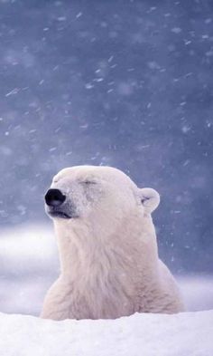 a polar bear sitting in the snow with its eyes closed and it's head turned to the side