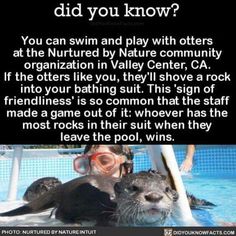 two otters in a pool with the caption that says, did you know?