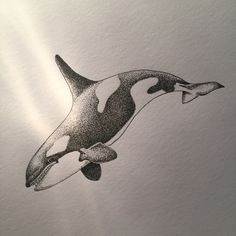 an orca whale is swimming in the water