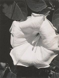 a black and white photo of a flower