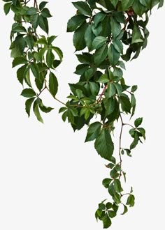 green leaves hang from the branches of a tree