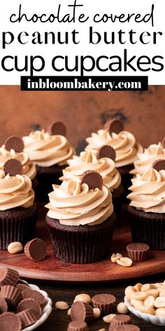 chocolate covered peanut butter cupcakes on a plate