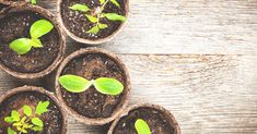 seedlings are growing in small pots on a wooden table