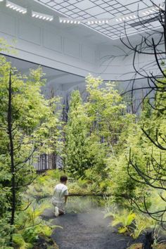 a man walking down a path through a forest filled with trees and ferns in the middle of a building