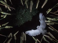 a white bird is flying in the dark with its wings spread out and it's eyes open