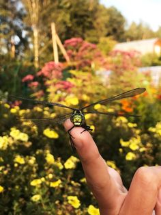 a small green dragonfly sitting on top of a persons finger in front of flowers